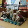 8 Adorable Puppies In Holiday Sweaters Rescued By Cops In Brooklyn